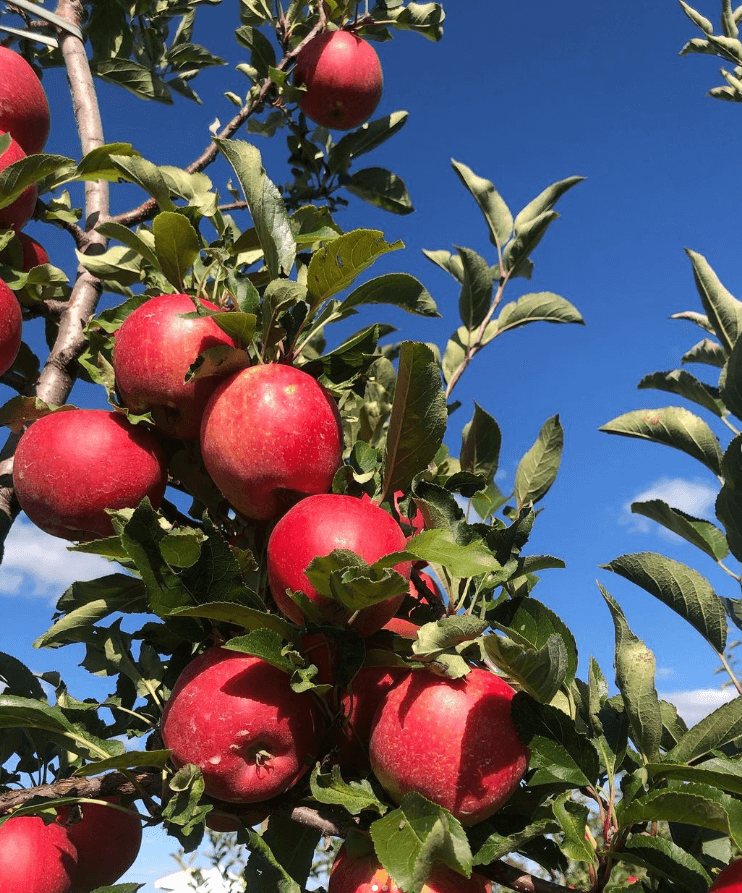 Downey's Apple Farm @downeysapplefarm