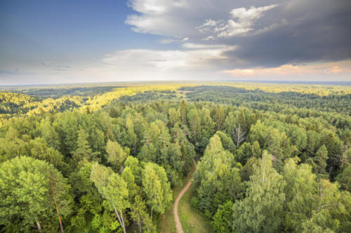 Forest with road sunset aerial dramatic sky